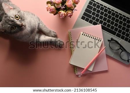 A top view of a cat lying with office flat lays flower and laptop on an empty pink space on a background, for home business and technology concept. Royalty-Free Stock Photo #2136108545