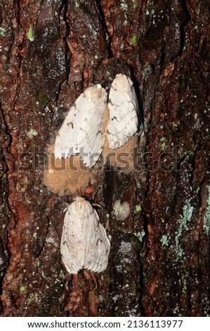 Female spongy moths (gypsy moths) with egg masses on an Eastern  Hemlock tree in the Adirondack Forest Preserve, New York Royalty-Free Stock Photo #2136113977