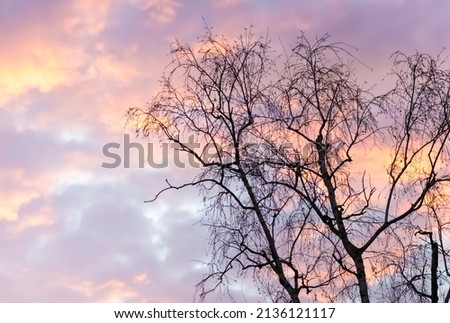 Contrasting silhouettes of tree branches against the background of the evening sky filled with colored orange-blue shades.