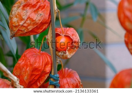 fruits of Chinese lantern in winter