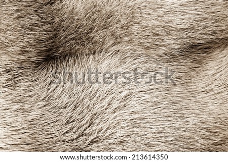 fluffy texture of fur of wild animals of sepia color for abstract backgrounds