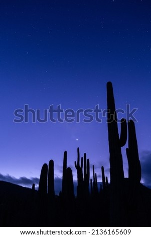 Night sky photography with the silohuette of tall cacti in Mexico