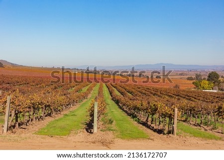 Sunny view of the vineyard landscape of Salinas Valley at California