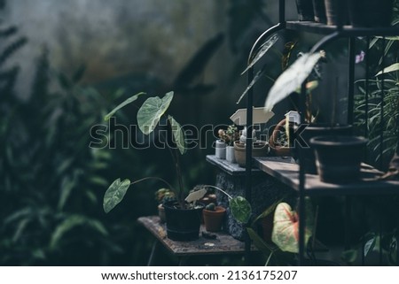 plant and flower in garden zone at coffee cafe, outdoor decoration with botanical plant and small tree design for summer about nature relaxation Royalty-Free Stock Photo #2136175207