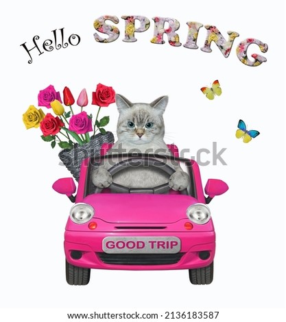 A ashen cat with a basket of flowers is driving a pink car. Hello spring. White background. Isolated.