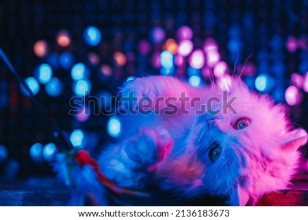 Fluffy cat playing with feather teaser stick on studio neon colorful light. Thoroughbred domestic kitty trying to catch toy on blue pink gradient background. Well-groomed pets, 