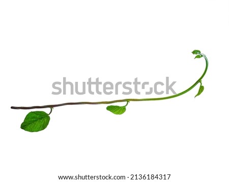 leaf on a white background Concept of nature, Tree isolated, Tree cutting on a white background. Tree editing The white background, Isolated trees on white background , The collection of trees