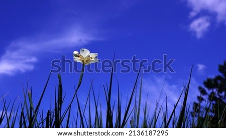 Selective focus on white flowers against a blue sky background in a flower garden in Cianjur, Indonesia.                              