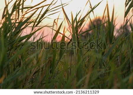 Marram grass on the red sunset as background. Dune grass waving in the wind during sunset for branding, calendar, card, banner, cover, website