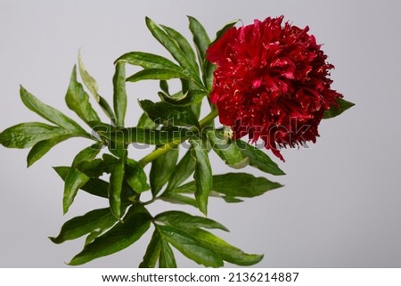 Dark red peony flower isolated on gray background.