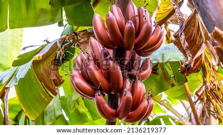 Red bananas are a group of varieties of banana with reddish-purple skin. Some are smaller and plumper than the common Cavendish banana, others much larger. Royalty-Free Stock Photo #2136219377