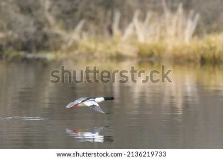 Male common Mergansers taking off in a lake, they are streamlined ducks that float gracefully down small rivers or shallow shorelines. Large duck with a sleek body and thin red bill. 