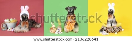 panoramic banner with miniature schnauzer dogs easter theme in colorful background