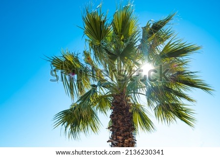 Palm tree in the rays of the sun against a clear blue sky.Bottom view.