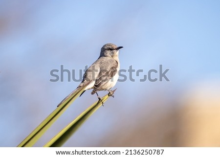 Gray Vireo bird (Vireo vicinior) sits on palm tree leaf on a bright sunny summer day, against a blue sky, shallow depth of field.