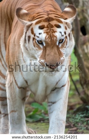 Close up photo of a golden tiger