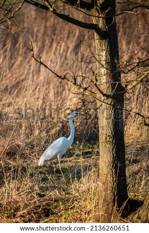 a great egret wades through tall grass