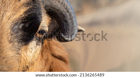 Aries. Head close up, banner, background with place for text. Cameroonian sheep