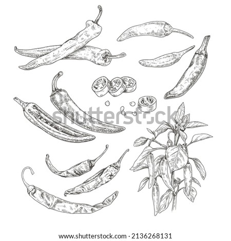 Hand drawn chili peppers. Set sketches with chili peppers on a branch with leaves and flower, whole and cut in half. Vector illustration isolated on white background. Royalty-Free Stock Photo #2136268131