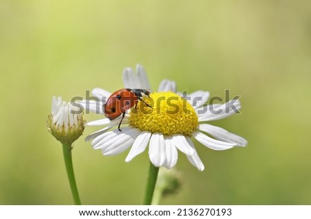 Ladybug leisurely runs on a field flower named Daisy. 
Chamomile looks beautiful on both blue and green background, and ladybug complements the picture well.
