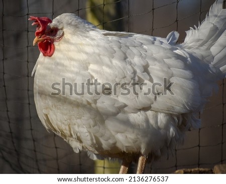 White Leghorn chicken perched on wood. White Leghorns are meat and egg birds.
