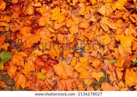 Brown leaves background photo. Autumn background. Abstract fall concept photo.