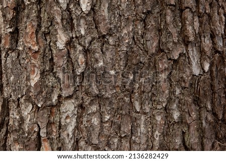 Brown bark background, close-up. Texture oak trunk for publication, screensaver, wallpaper, postcard, poster, banner, cover, website, post, space for your design or text. High quality photo