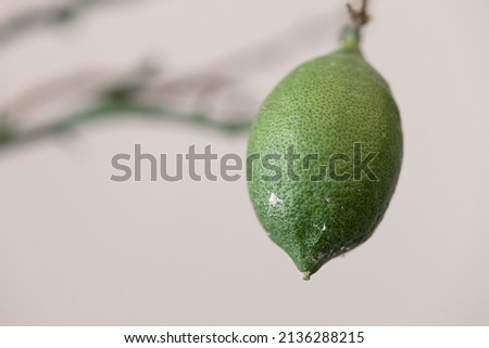sick lemon without leaves affected by a flour mite