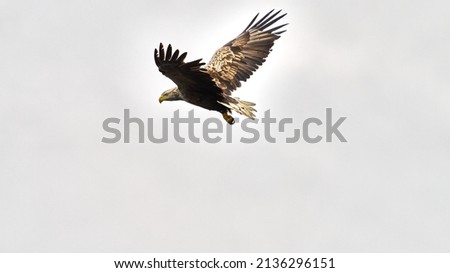 White Tailed Eagle flying high in front of a moody sky