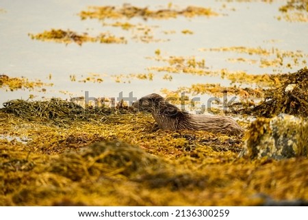 Eurasian Otter in the kelp forest of the Isle of Mull, Scotland
