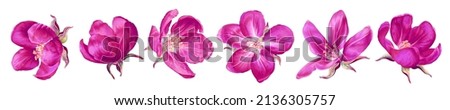 Pink vector apple blossoms. Bright clip art isolated on white, easy to eddit and customize for your designs, cards, invitations, advertising banners posts in social media, textile and clothing design