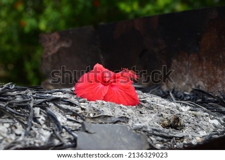 Red hibiscus on ashes with green blurry background
