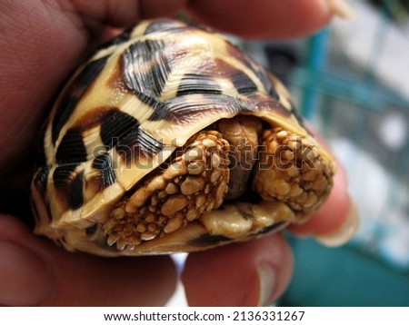 Close up little Indian star tortoise on hand