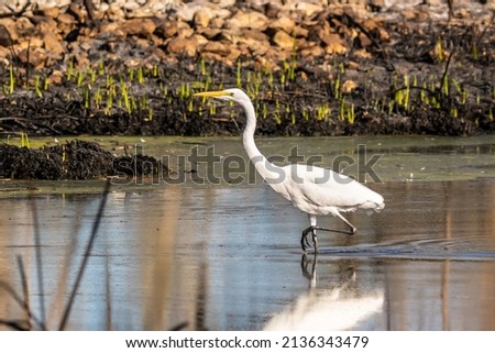 A Great White Egret in Tucson, Arizona