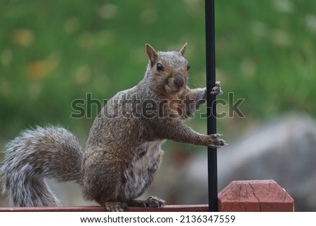 Cute Squirrel in the backyard 