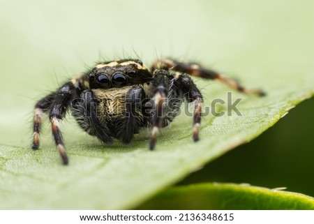 Close up jumping spiders on the leaves.