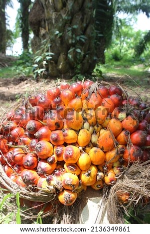A close up picture of riped palm oil fruit
