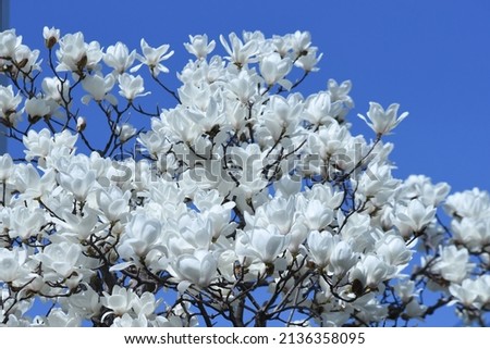 White magnolia blossoms. Around March, large white flowers bloom upward before the leaves come out. 