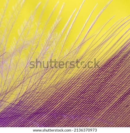 Purple feather on a yellow background. Macro