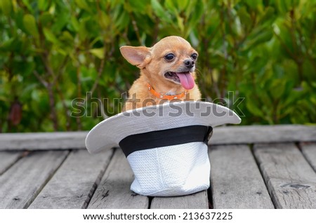 chihuahua dog Puppy  sitting in hat