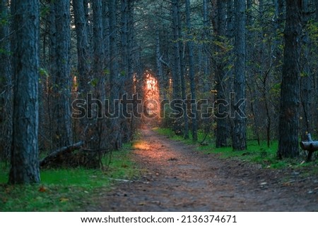 Magical scenic and pathway through woods with the morning sun on end. Dramatic scene and picturesque picture. Wonderful natural background. Explore the world's beauty. path in the forest