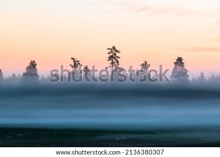 Rural summer landscapes with fog