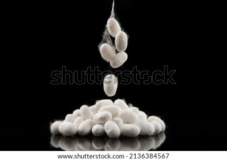 The silkworm cocoon isolated on black background Royalty-Free Stock Photo #2136384567