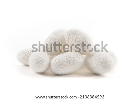 The silkworm cocoon isolated on white background Royalty-Free Stock Photo #2136384593