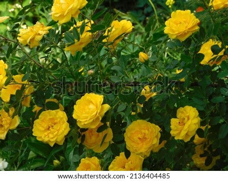 Yellow Rose flowers, garden Rosa bush
