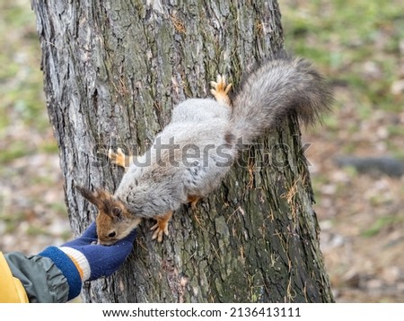 The boy feeds a squirrel with nuts from a hand in the wood. Wild animal. Autumn or spring forest.