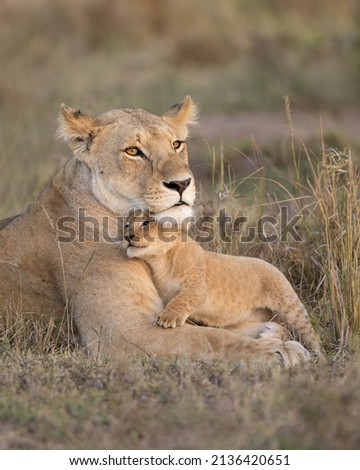 Lioness mother with young cub snuggling in to her.  Taken in the Royalty-Free Stock Photo #2136420651