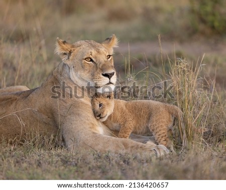 Lioness mother with young cub snuggling in to her.  Taken in the Royalty-Free Stock Photo #2136420657