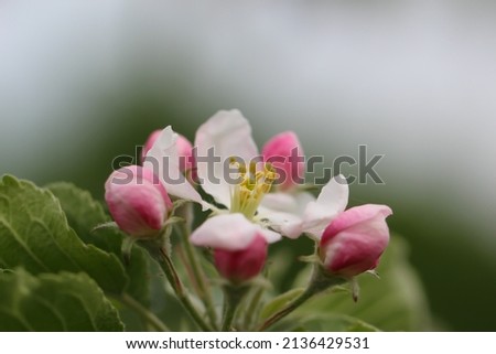 Close-up of fruit tree flowers and buds on a blurry grey background for banner with copy space for text
