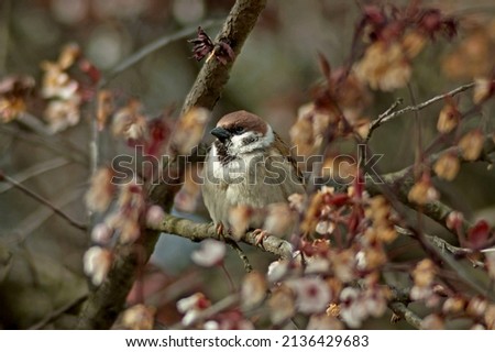 The tree sparrow, passer montanus,  perching on the winter branch of Japanese plum tree wich is full of winter buds and pink flowers in the garden behind the house. 